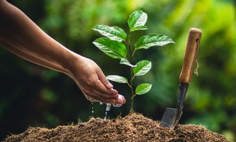Read more about the article The Best Fruits and Vegetables To Plant in the Spring