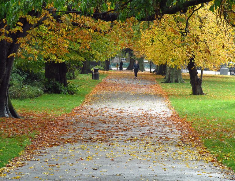 Read more about the article Seasonal Transition and Fall is here! by Marla Stone
